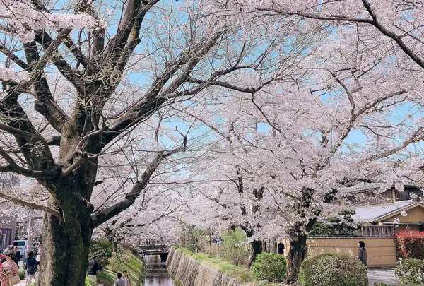 哲学の道の写真・動画_image_309291