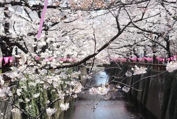 目黒川