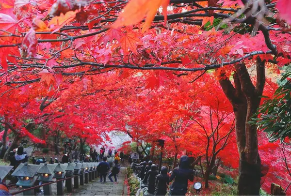 大山寺の写真・動画_image_310314