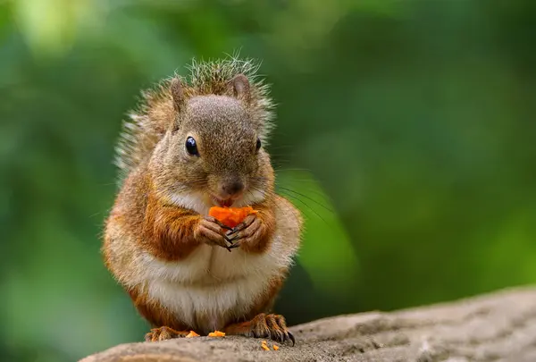 井の頭自然文化園