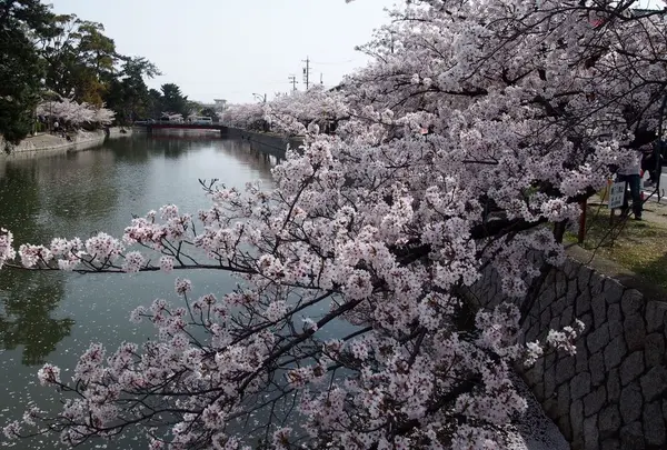 九華公園(桑名城趾)の写真・動画_image_310802