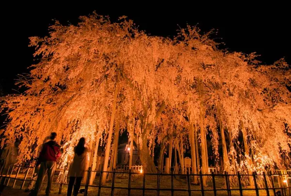 足羽神社　しだれ桜