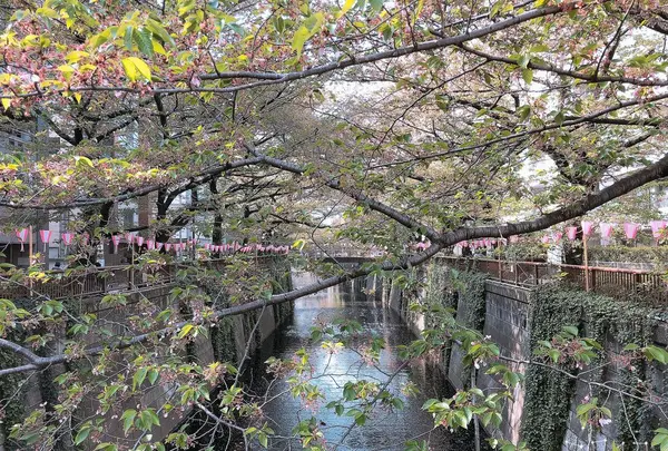 目黒川