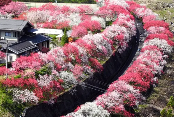 月川温泉の花桃
