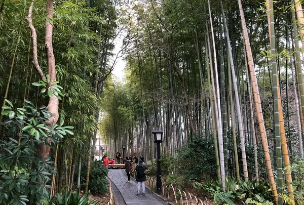 竹林の小径