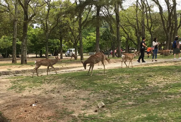 奈良公園