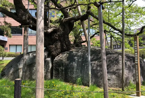 石割桜