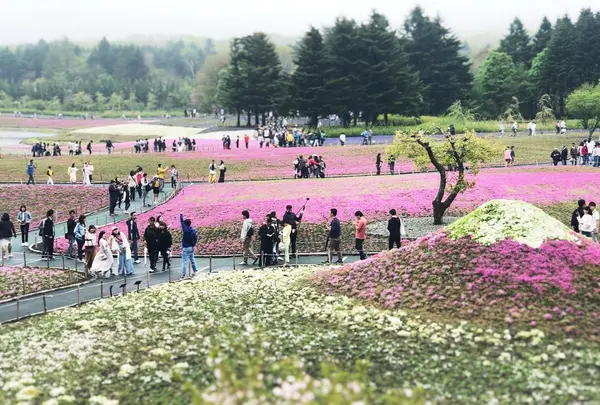 富士芝桜まつり
