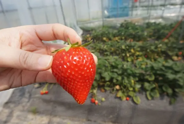 いちごの里