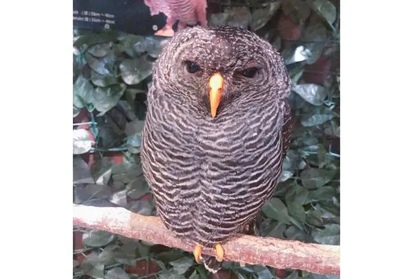 嵐山フクロウとヒョウ猫の森