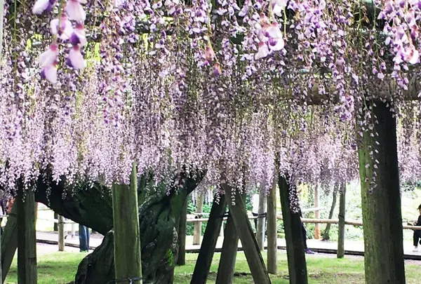 河内藤園の写真・動画_image_318406