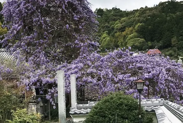 徳島駅の写真・動画_image_318414