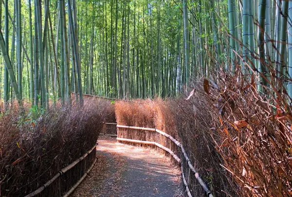 竹林の小径