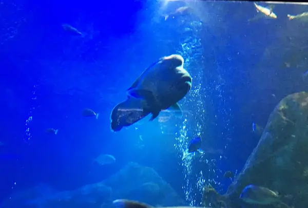 鳥羽水族館の写真・動画_image_319443