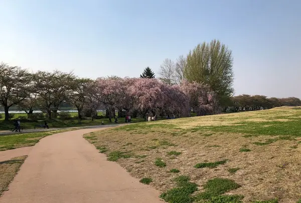 北上市立公園展勝地の写真・動画_image_320882