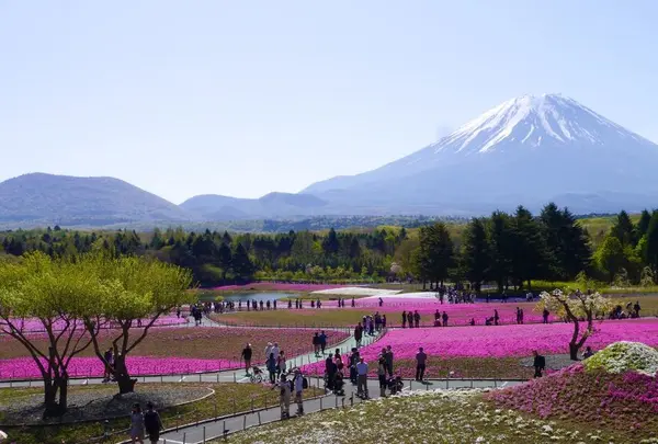 富士芝桜まつり事務局の写真・動画_image_321056