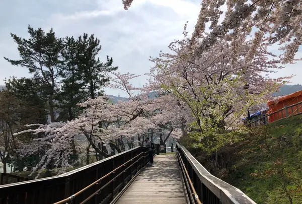 函館公園の写真・動画_image_321209