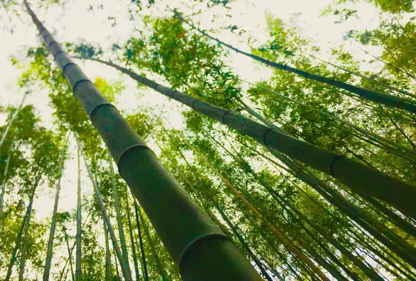 竹林の小径