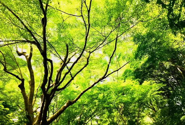 北野天満宮