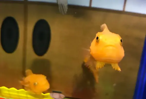 おたる水族館