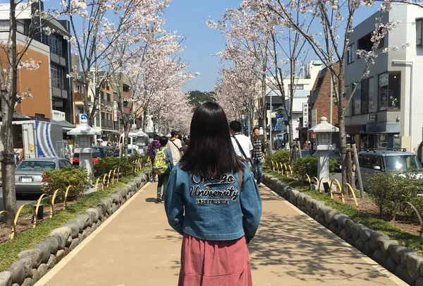 段葛の写真・動画_image_322848