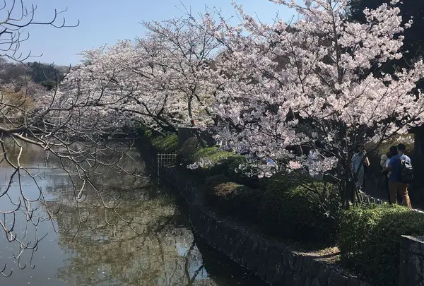 鶴岡八幡宮の写真・動画_image_322849