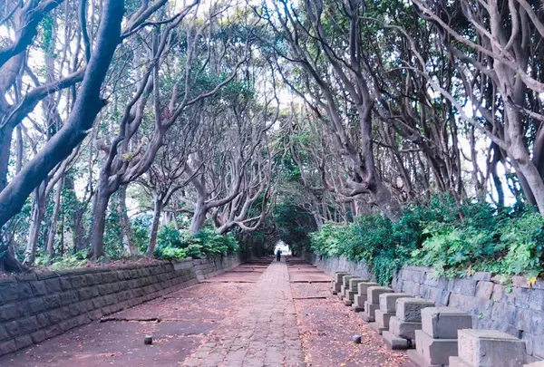 酒列磯前神社の写真・動画_image_323131