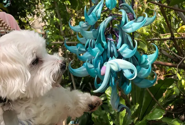 下賀茂熱帯植物園