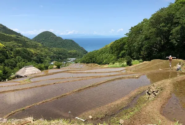 石部の棚田の写真・動画_image_324430