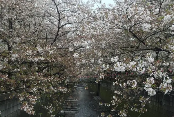 目黒川