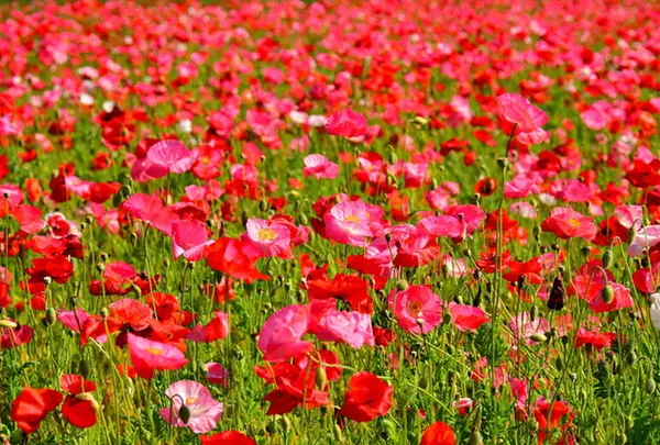 くりはま花の国