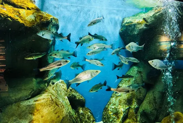 宍道湖自然館ゴビウスの写真・動画_image_324986
