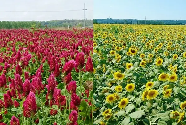 ひまわり村