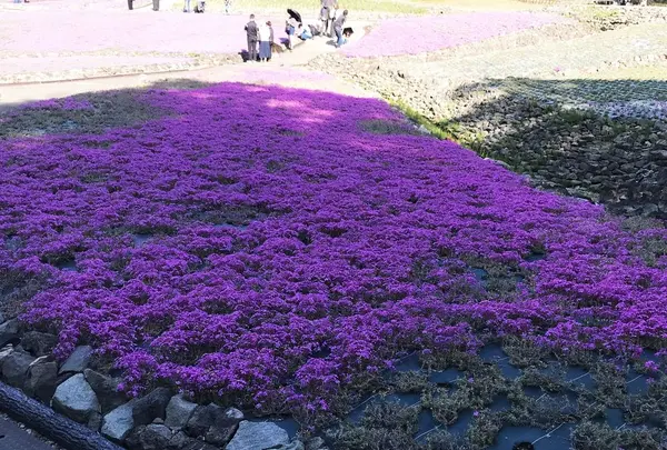 花のじゅうたんの写真・動画_image_325123