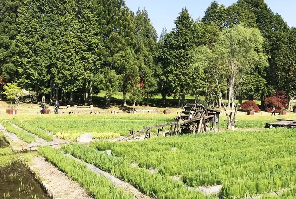 永沢寺花しょうぶ園の写真・動画_image_325126
