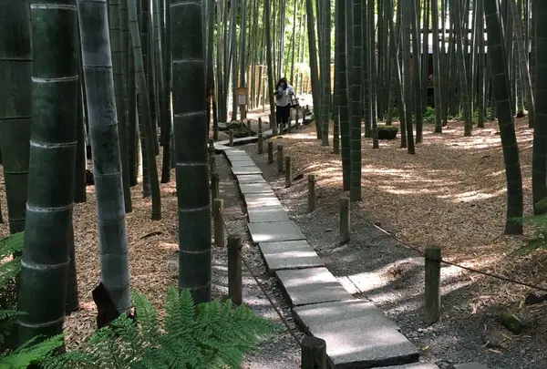 報国寺（竹寺）