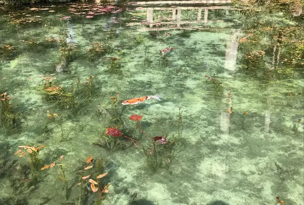 モネの池