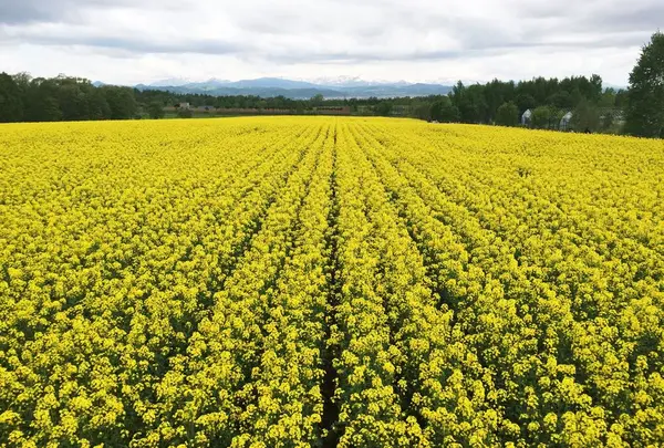 たきかわ菜の花まつり