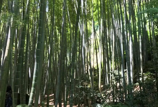 報国寺（竹寺）