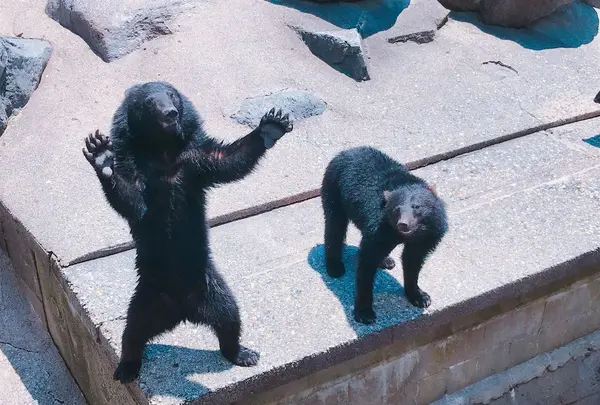 奥飛騨クマ牧場