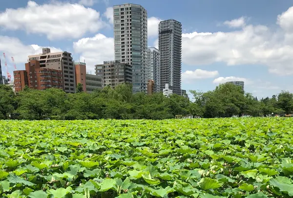 不忍池の写真・動画_image_331789