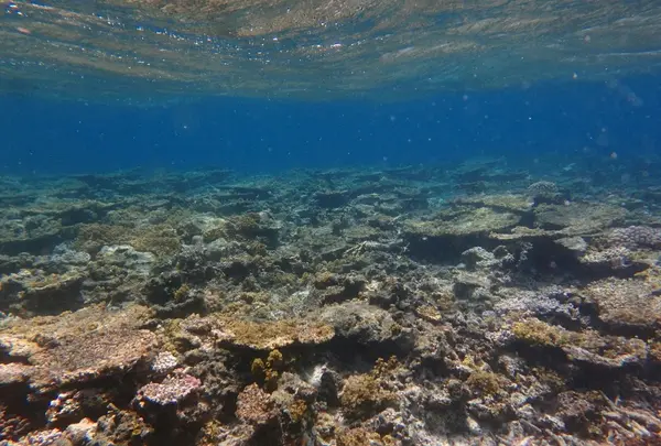 八重干瀬の写真・動画_image_331801