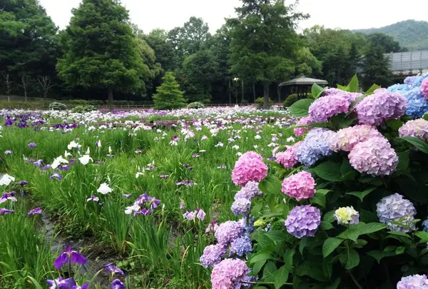 春日池公園の写真・動画_image_332398
