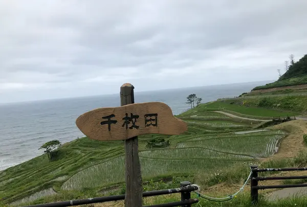千枚田の写真・動画_image_332689