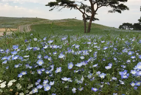 国営ひたち海浜公園の写真・動画_image_333500