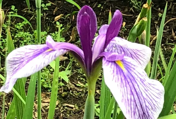 智光山公園花菖蒲
