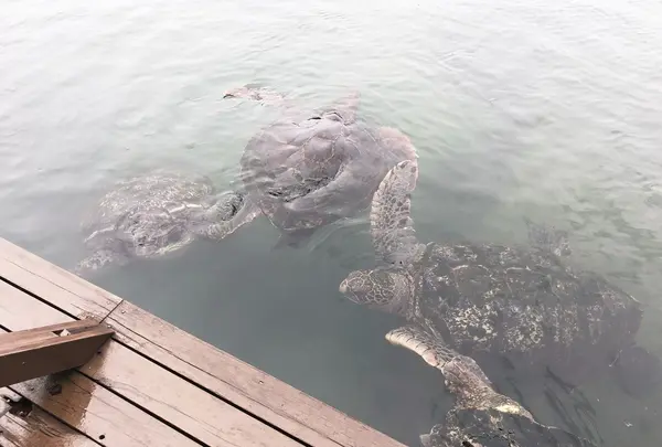 串本海中公園