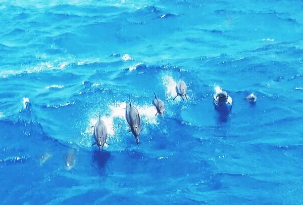 Scuba company marine sports
