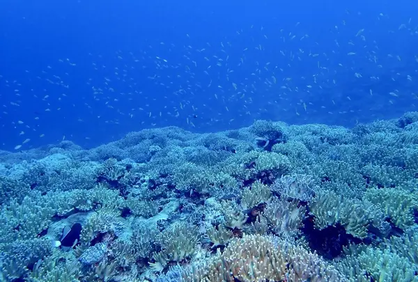 慶良間諸島周辺の写真・動画_image_342757