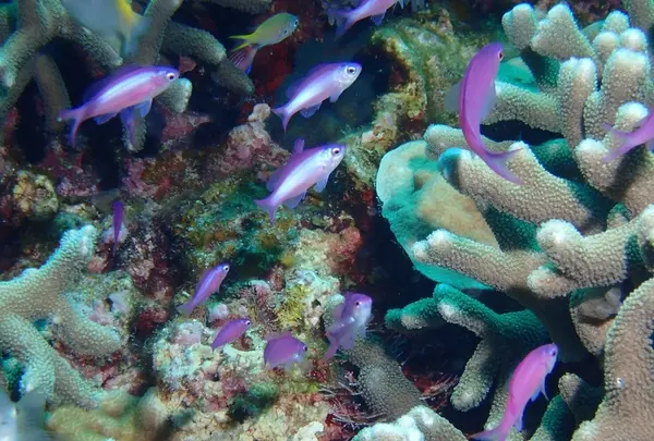 慶良間諸島周辺の写真・動画_image_342759